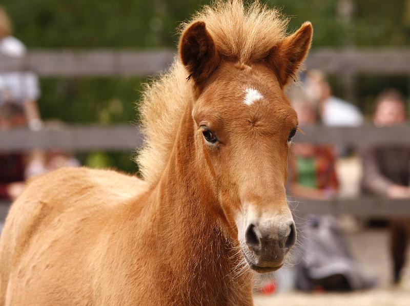 Rikadur von Heidmoor e.jpg